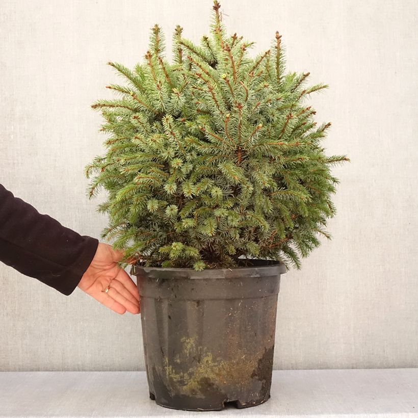 Picea sitchensis Tenas - Pícea de Sitka Pieza Ejemplar entregado en la primavera