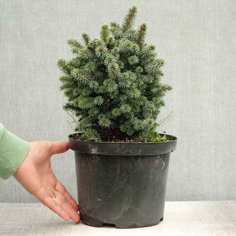 Ejemplar de Picea sitchensis Midget - Pícea de Sitka Maceta 4L/5L entregado en verano