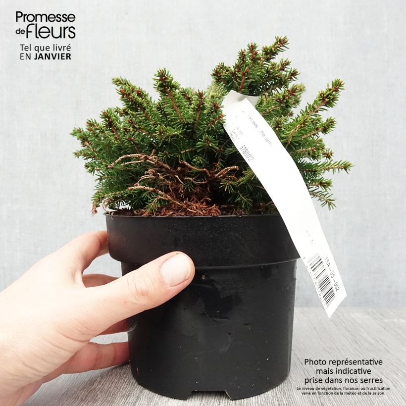 Picea abies Little Gem - Pícea común Maceta 2L/3L Ejemplar entregado en invierno