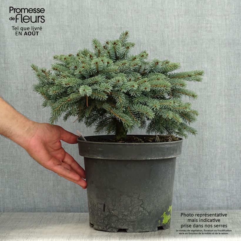 Ejemplar de Picea mariana Machala - Abeto negro Maceta 4L/5L entregado en verano