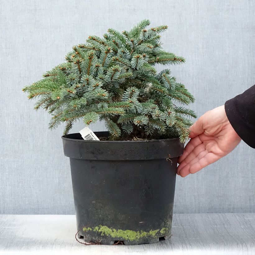 Picea mariana Machala - Abeto negro Maceta 4L/5L Ejemplar entregado en la primavera