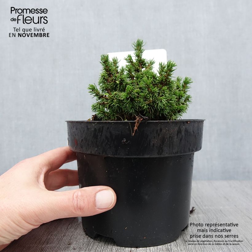 Ejemplar de Picea abies Jalako Gold - Pícea común Maceta 2L/3L entregado en otoño