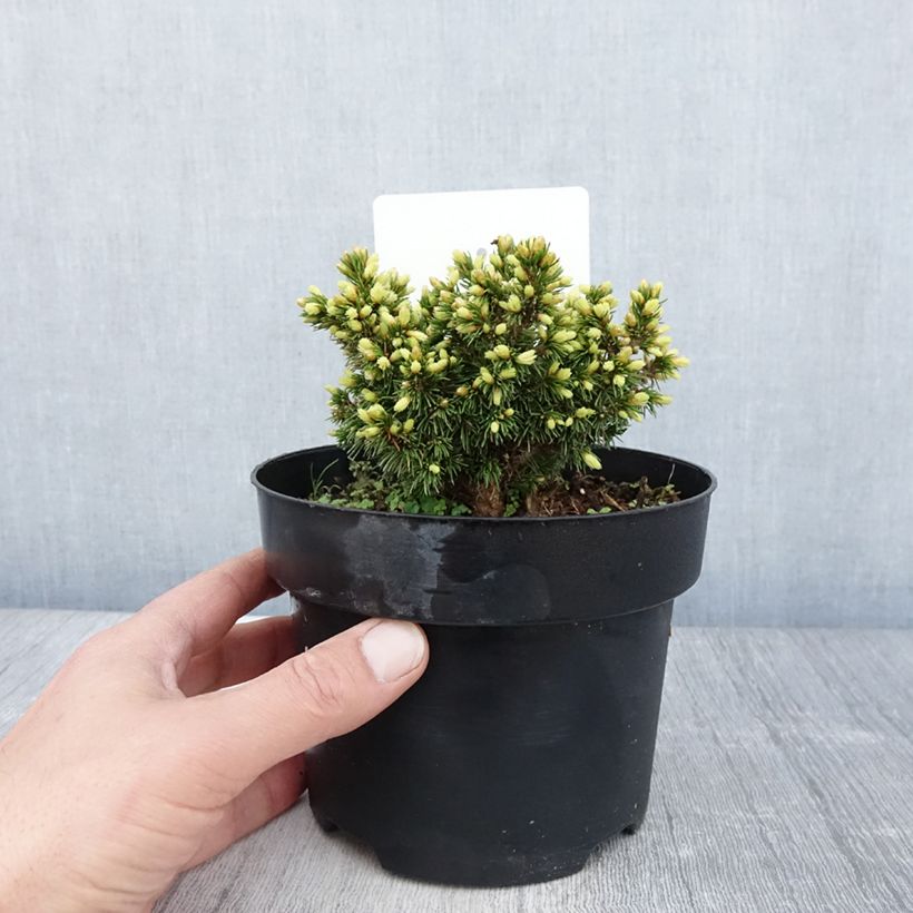 Picea abies Jalako Gold - Pícea común Maceta 2L/3L Ejemplar entregado en la primavera