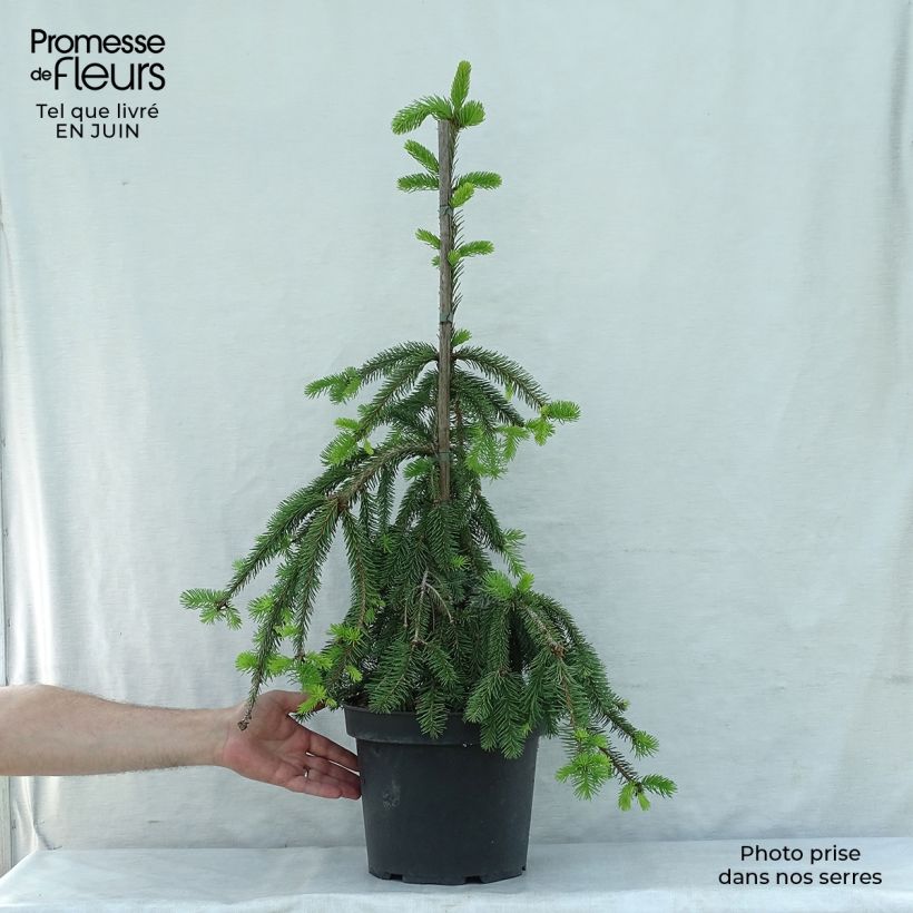 Ejemplar de Picea abies Inversa - Pícea común Pieza entregado en verano