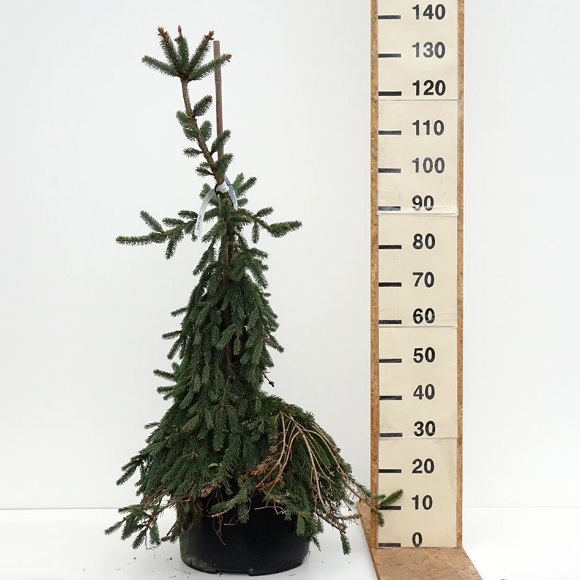 Ejemplar de Picea abies Inversa - Pícea común Pieza entregado en otoño
