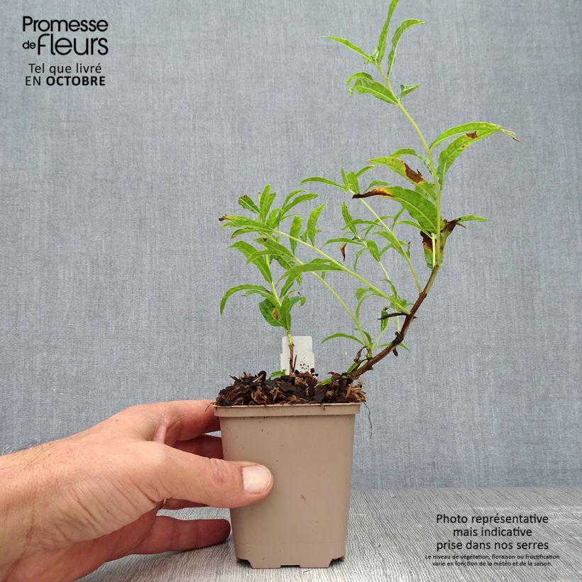 Ejemplar de Epilobium angustifolium Album Maceta de 8/9 cm entregado en otoño