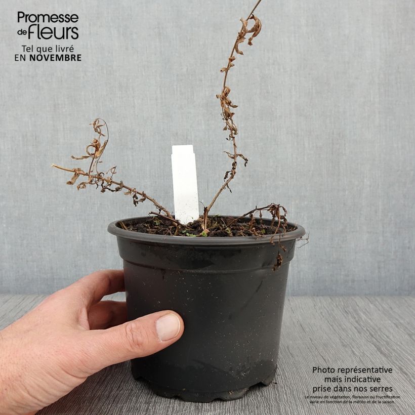 Ejemplar de Epilobium angustifolium Album Maceta 2L/3L entregado en otoño