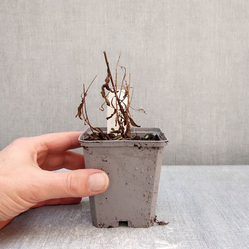 Epilobium angustifolium - Adelfilla de hojas estrechas Maceta de 8/9 cm Ejemplar entregado en invierno