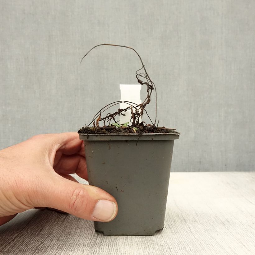 Ejemplar de Epilobium angustifolium Stahl Rose Maceta de 8/9 cm entregado en otoño