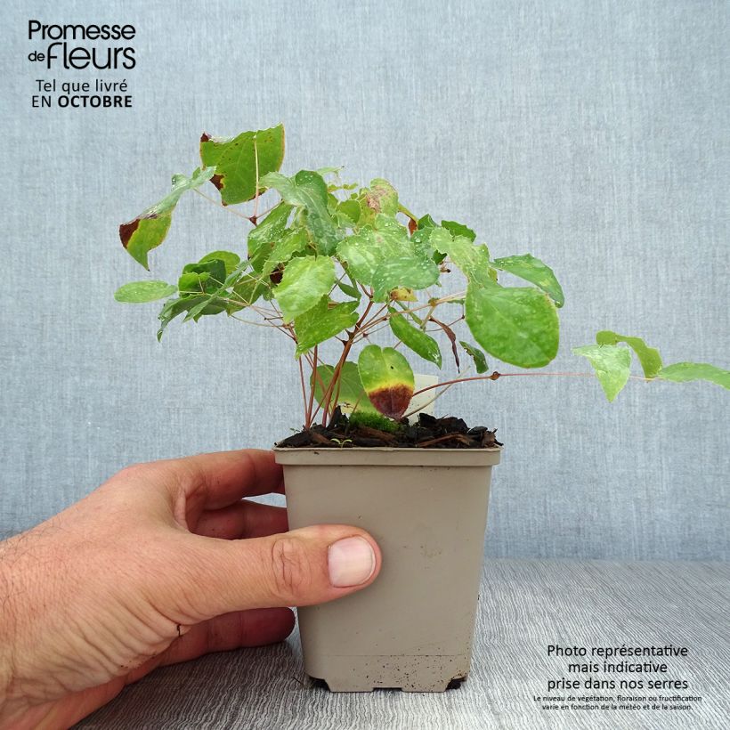 Ejemplar de Epimedium alpinum Maceta de 8/9 cm entregado en otoño