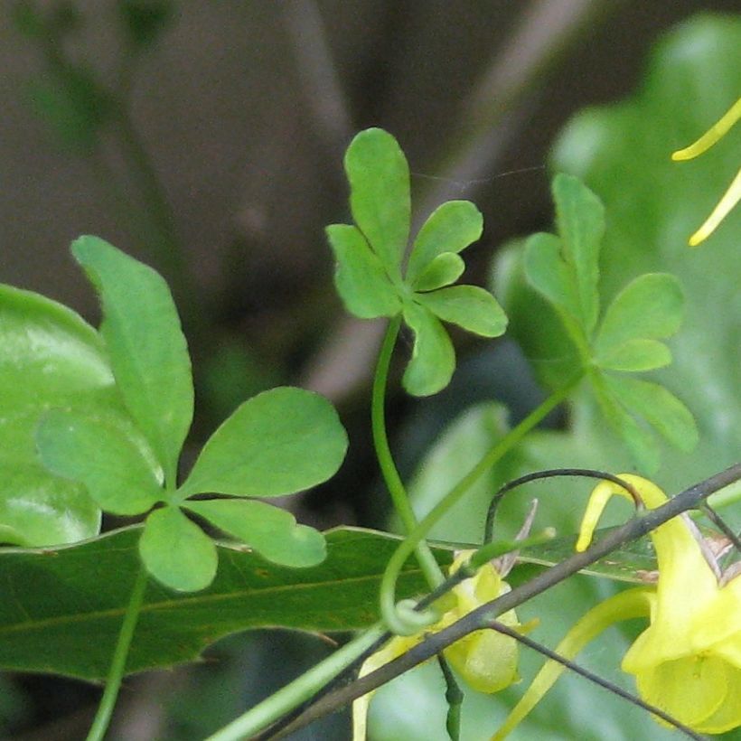 Epimedium davidii (Follaje)