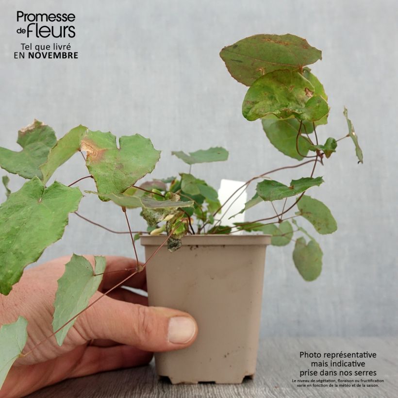 Ejemplar de Epimedium davidii Maceta de 8/9 cm entregado en otoño