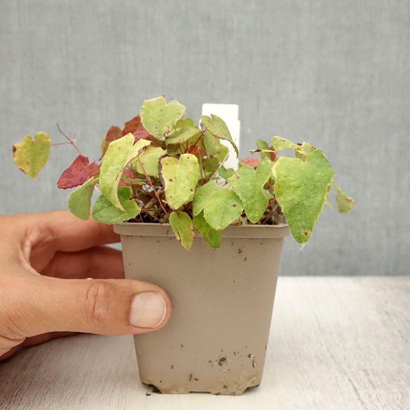 Ejemplar de Epimedium davidii Maceta de 8/9 cm entregado en verano