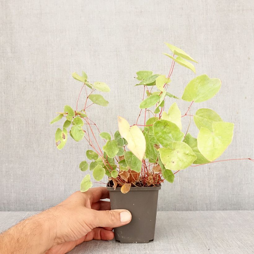 Ejemplar de Epimedium elongatum Maceta de 8/9 cm entregado en otoño
