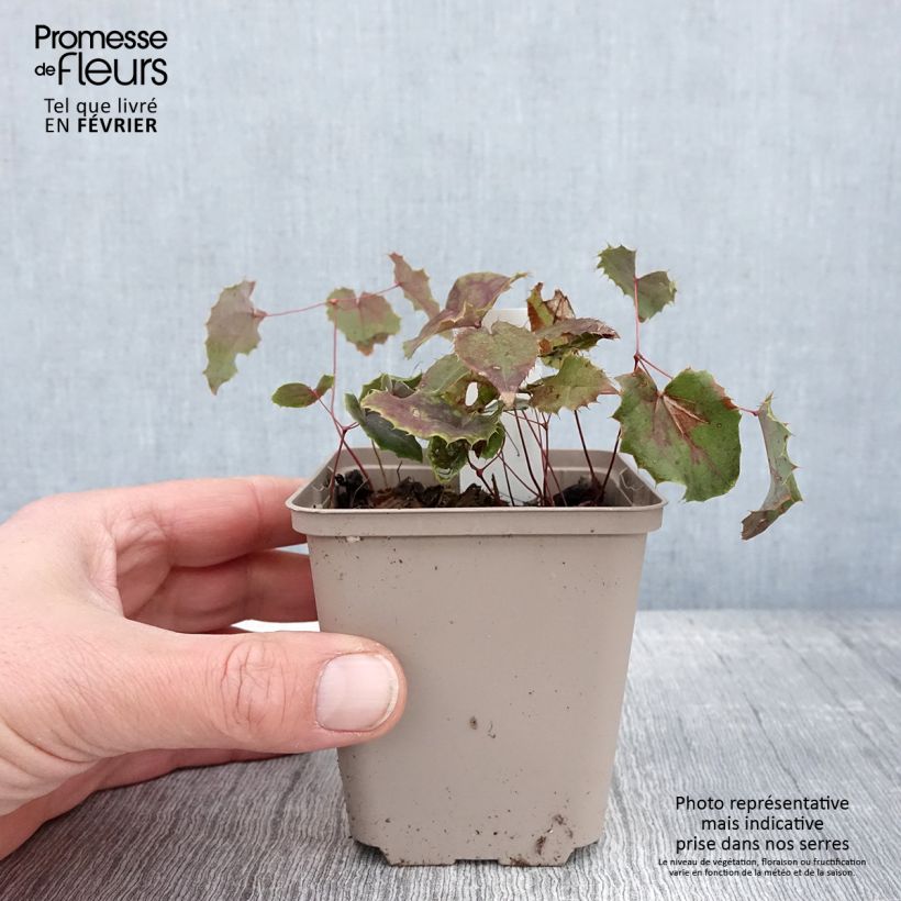 Epimedium elongatum Maceta de 8/9 cm Ejemplar entregado en invierno