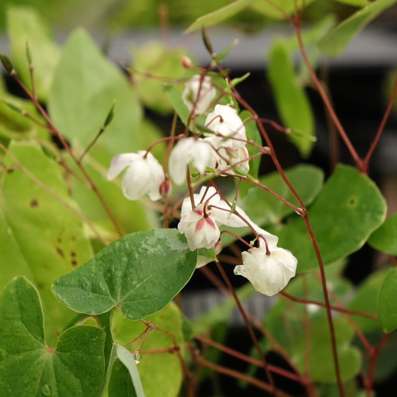 Epimedium elongatum (Floración)