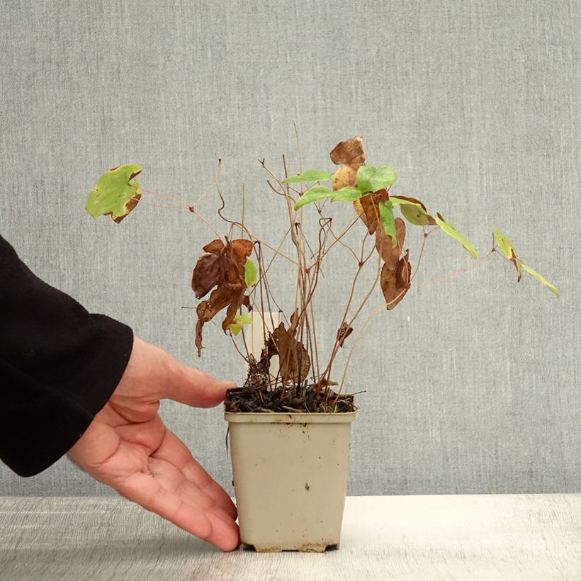Ejemplar de Epimedium grandiflorum Beni-kujaku Maceta de 8/9 cm entregado en otoño
