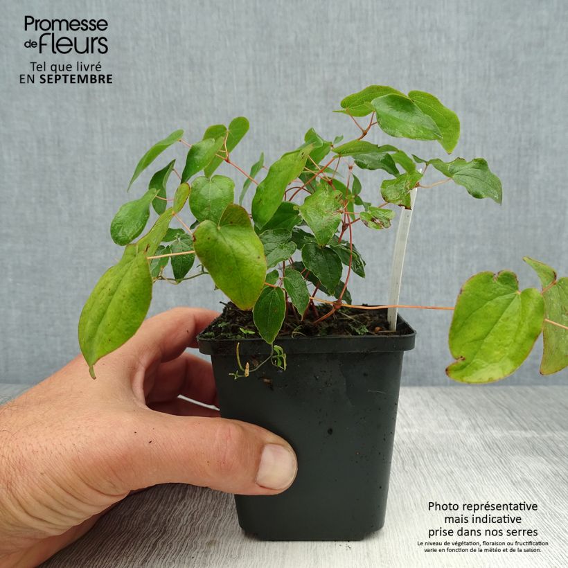 Ejemplar de Epimedium grandiflorum Maceta de 8/9 cm entregado en verano