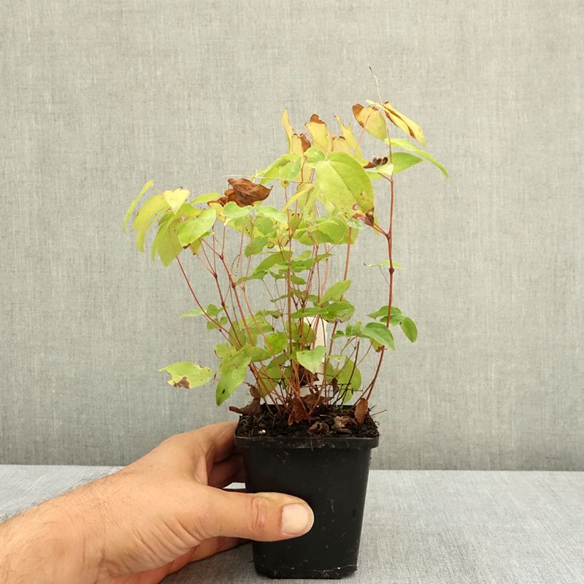 Ejemplar de Epimedium grandiflorum Rubinkröne Maceta de 8/9 cm entregado en verano