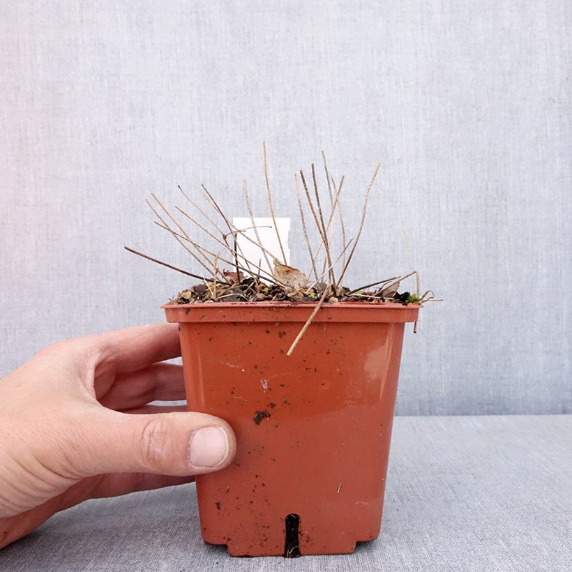 Epimedium Pink Elf Maceta 1L/1,5L Ejemplar entregado en la primavera