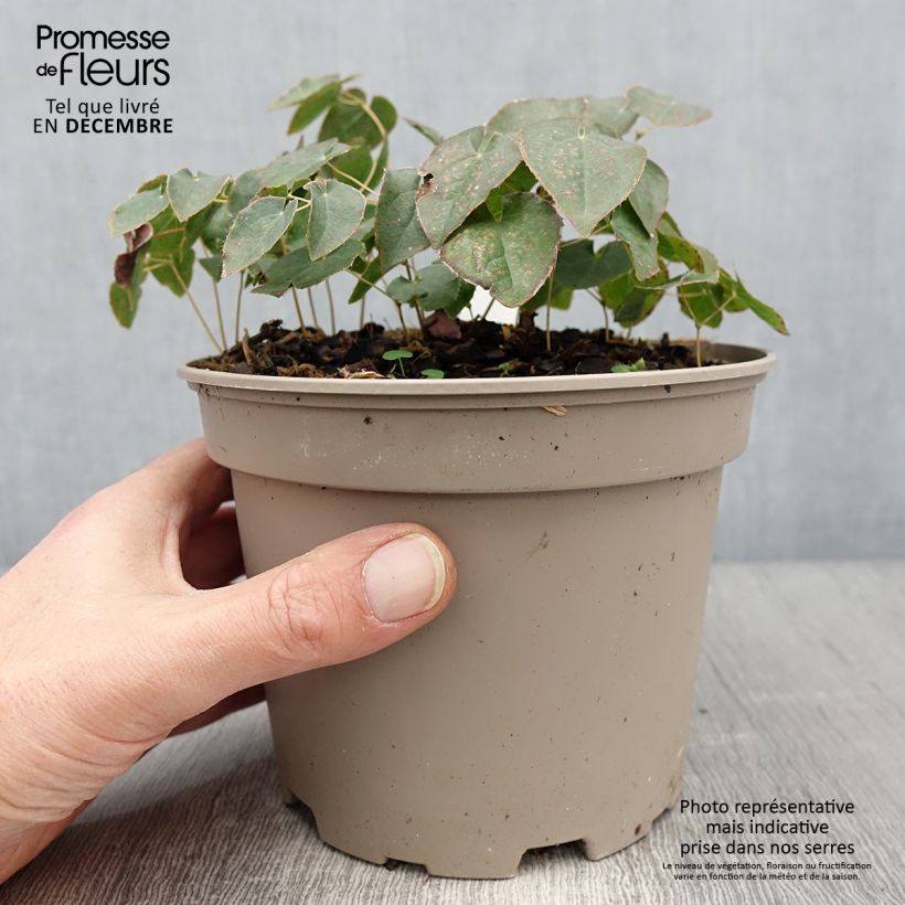 Epimedium perralchicum Fröhnleiten Maceta 2L/3L Ejemplar entregado en invierno