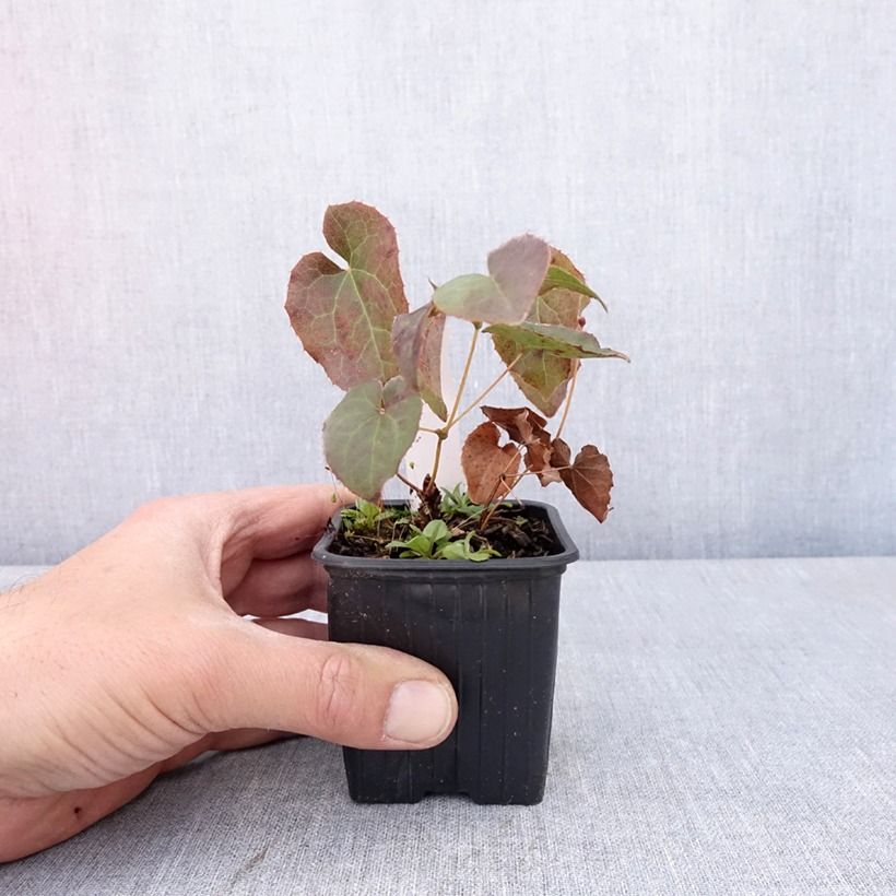 Epimedium perralderianum Maceta de 8/9 cm Ejemplar entregado en la primavera