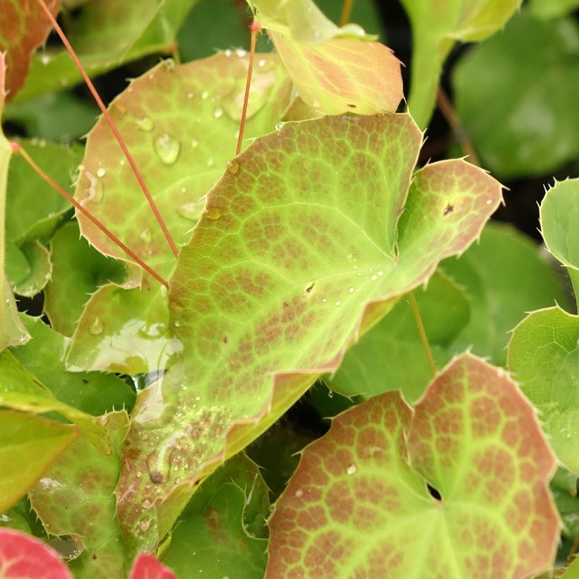 Epimedium perralderianum (Follaje)