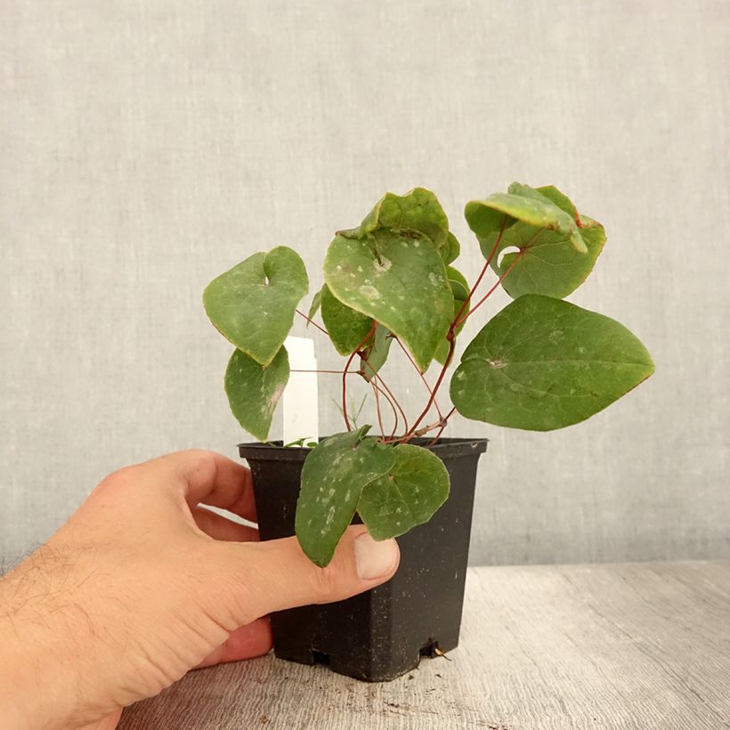 Ejemplar de Epimedium pinnatum subsp. colchicum Black Sea Maceta de 8/9 cm entregado en verano
