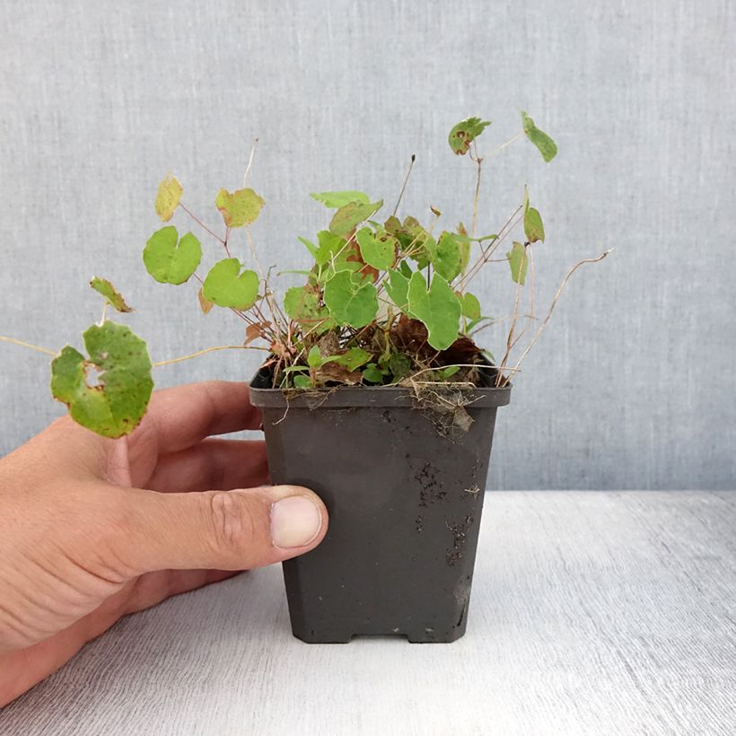 Ejemplar de Epimedium platypetalum Maceta de 8/9 cm entregado en verano