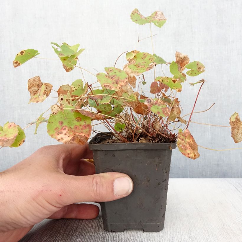 Epimedium platypetalum Maceta de 8/9 cm Ejemplar entregado en la primavera