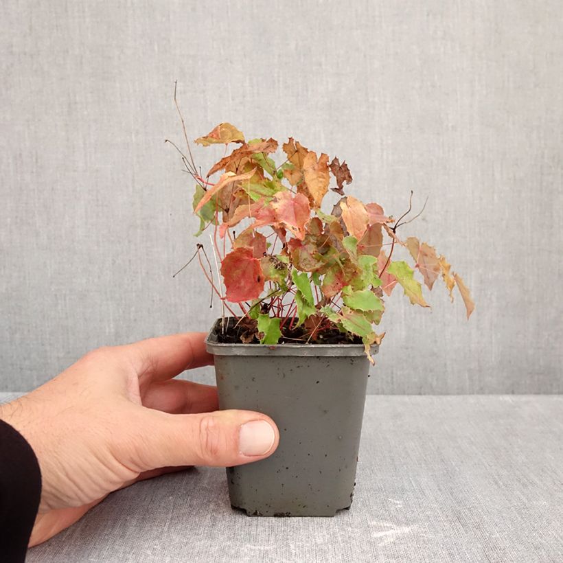 Ejemplar de Epimedium rhizomatosum Maceta de 8/9 cm entregado en otoño