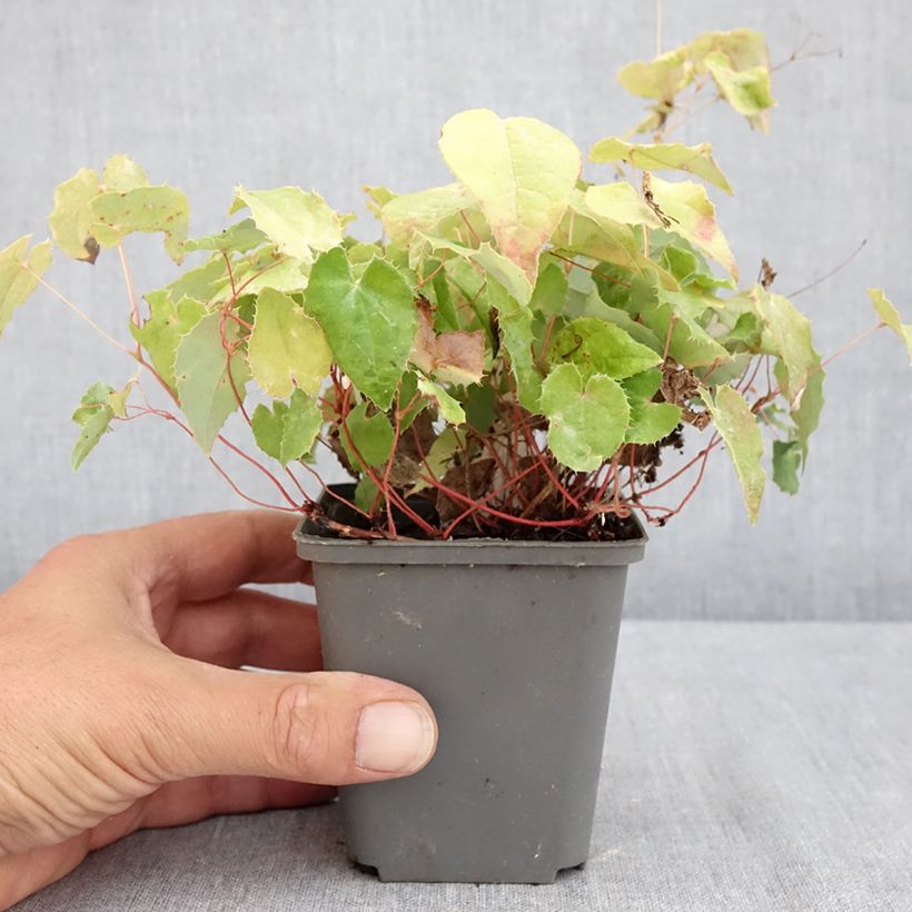 Ejemplar de Epimedium rhizomatosum Maceta de 8/9 cm entregado en verano