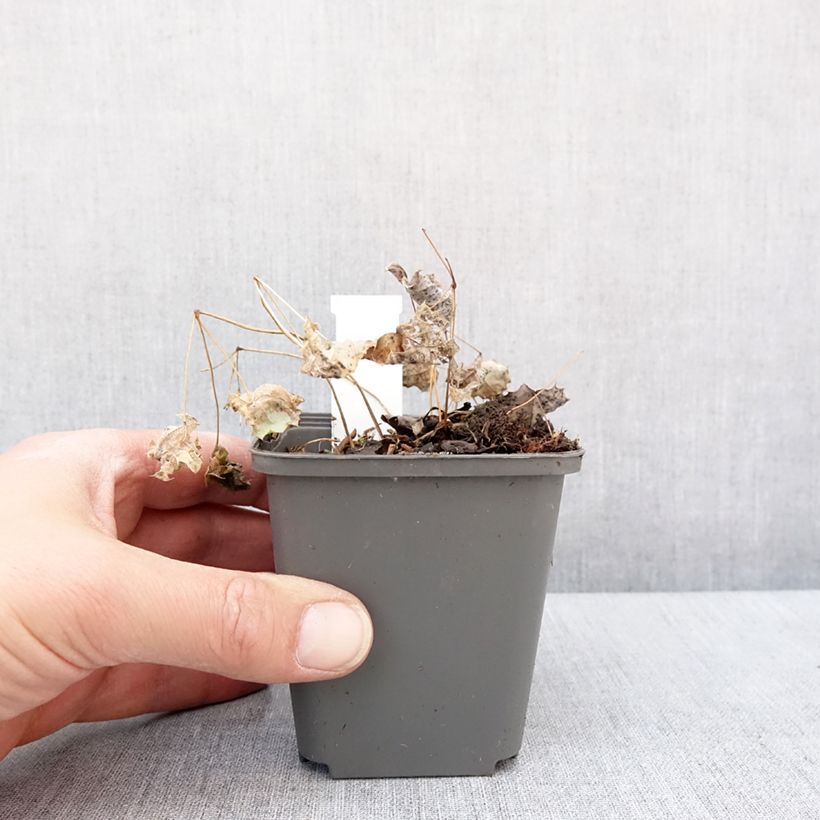 Epimedium rhizomatosum Maceta de 8/9 cm Ejemplar entregado en invierno