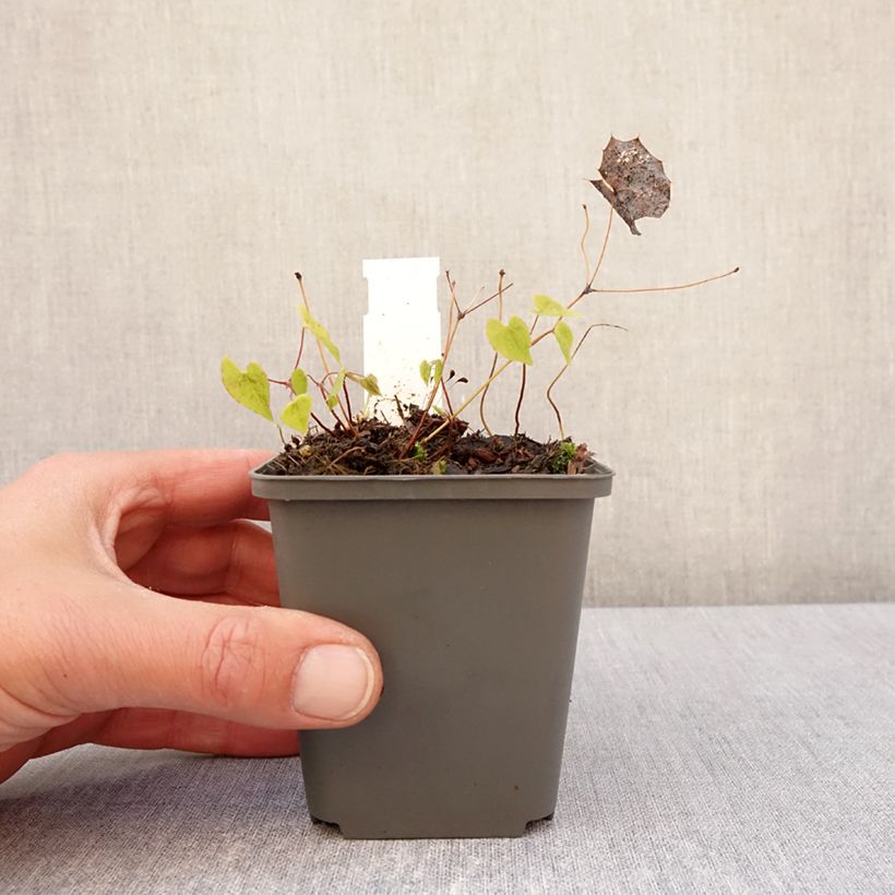 Epimedium rhizomatosum Maceta de 8/9 cm Ejemplar entregado en la primavera