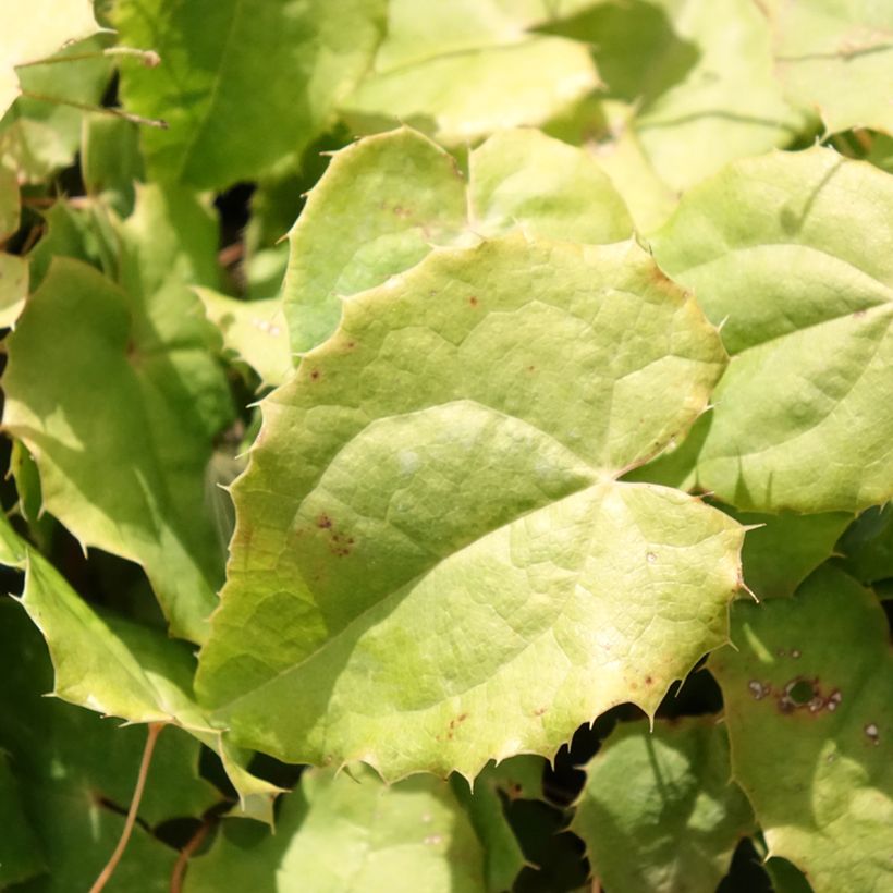 Epimedium rhizomatosum (Follaje)