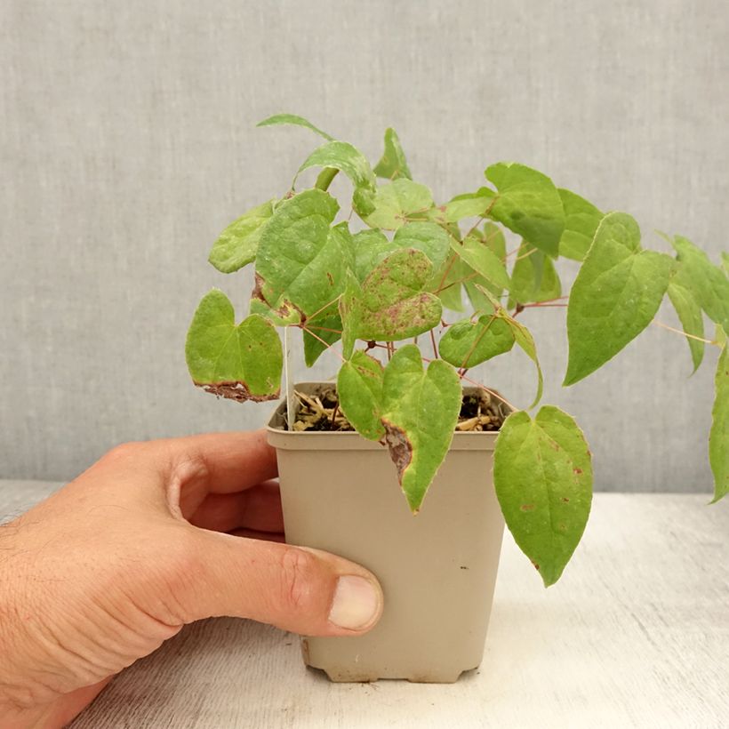Ejemplar de Epimedium rubrum Galadriel Maceta de 8/9 cm entregado en verano