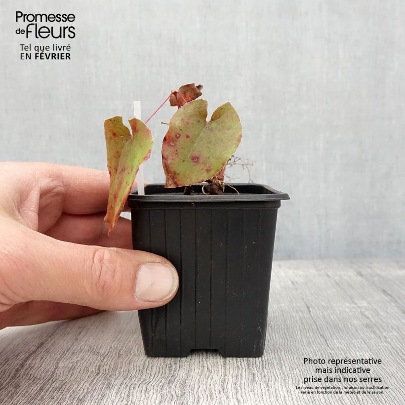 Epimedium warleyense Maceta de 8/9 cm Ejemplar entregado en invierno