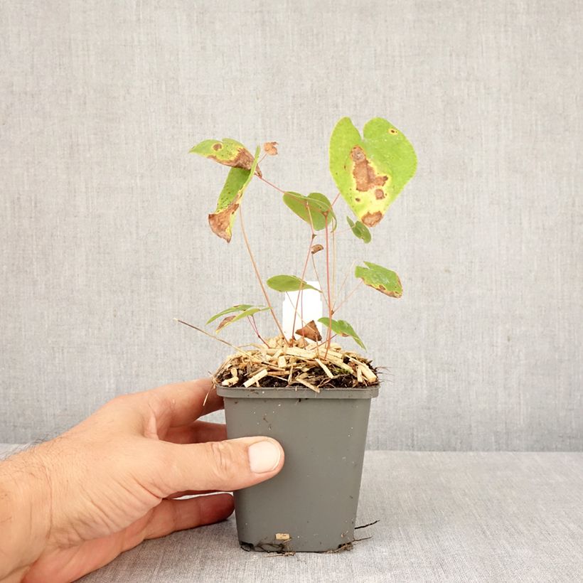 Ejemplar de Epimedium youngianum Merlin Maceta de 8/9 cm entregado en otoño