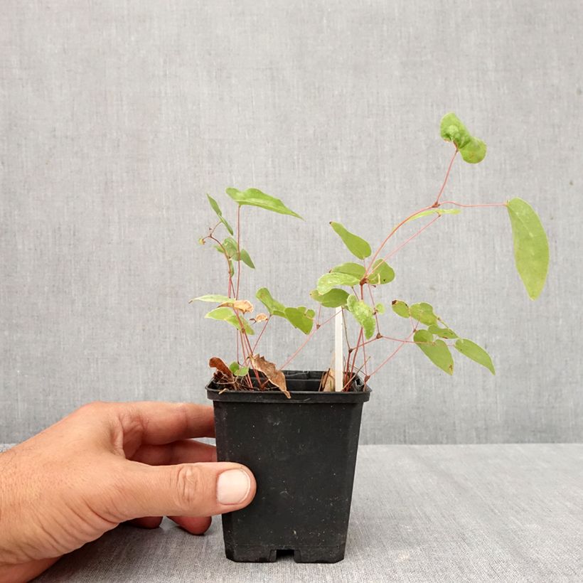 Ejemplar de Epimedium youngianum Niveum Maceta de 8/9 cm entregado en otoño