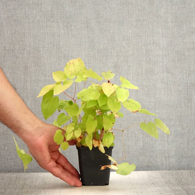 Ejemplar de Epimedium youngianum Yenomoto Maceta de 8/9 cm entregado en verano