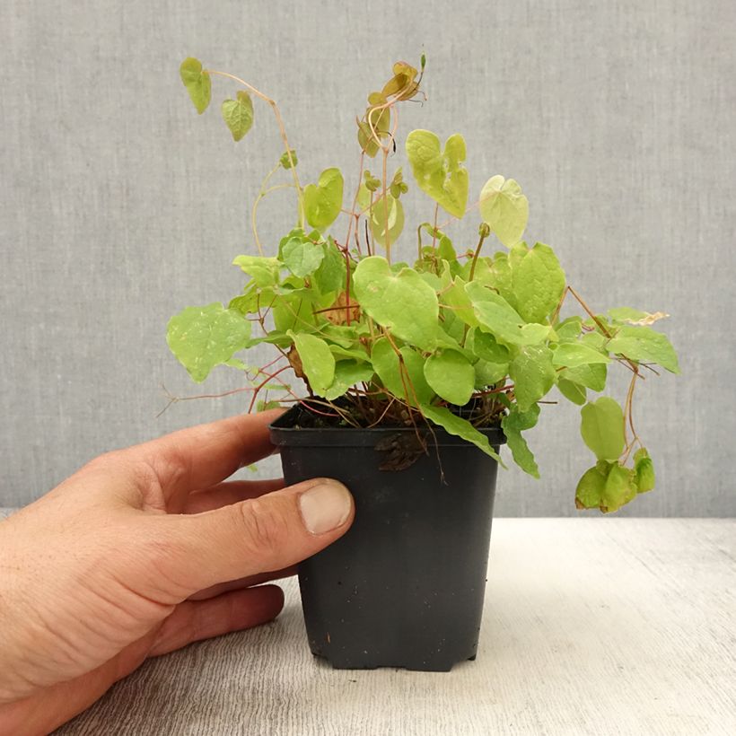 Epimedium youngianum Yenomoto Maceta de 8/9 cm Ejemplar entregado en la primavera