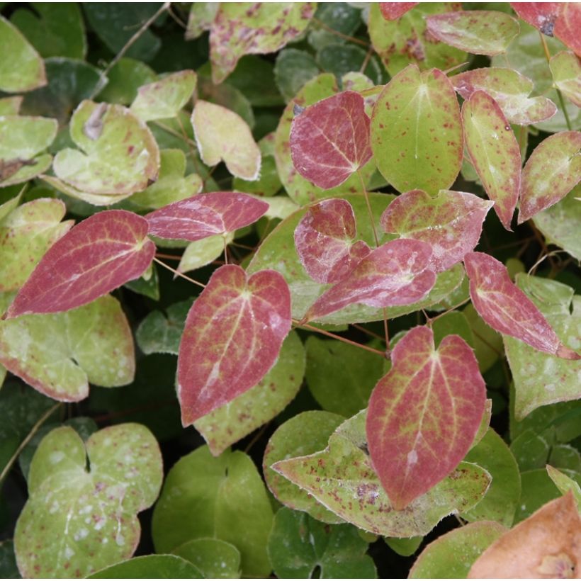 Epimedium pinnatum subsp. colchicum (Follaje)