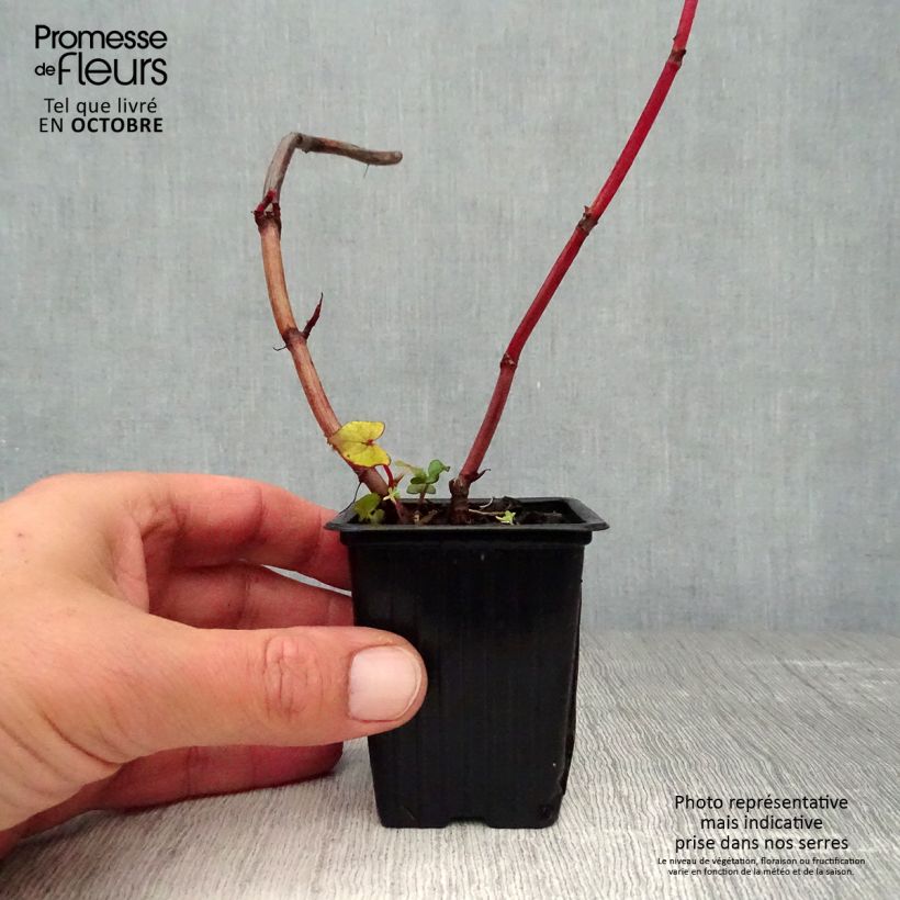 Ejemplar de Alforfón - Fagopyrum dibotrys Maceta de 8/9 cm entregado en otoño