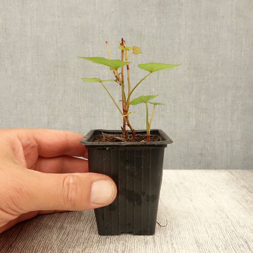 Ejemplar de Alforfón - Fagopyrum dibotrys Maceta de 8/9 cm entregado en verano