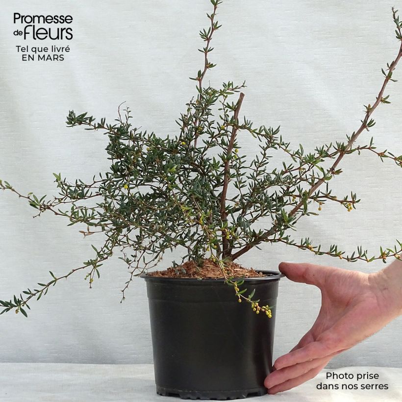 Agracejo - Berberis stenophylla - Agracejo Maceta 2L/3L Ejemplar entregado en la primavera