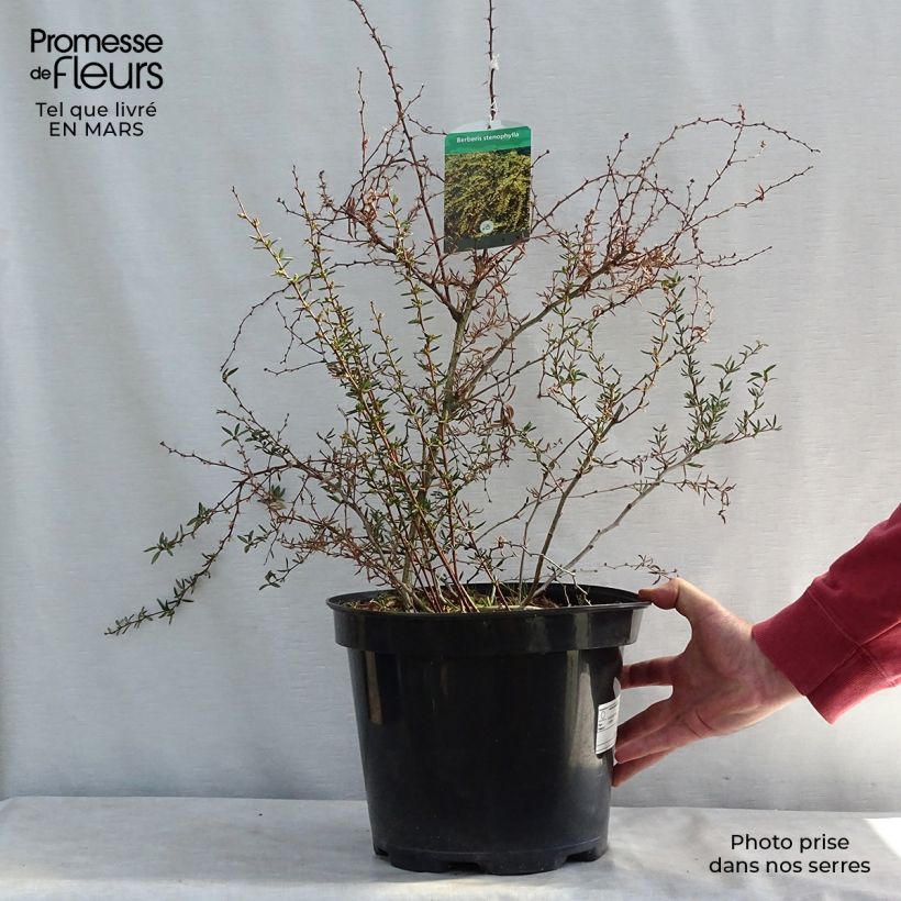 Agracejo - Berberis stenophylla - Agracejo Maceta 7,5L/10L Ejemplar entregado en invierno