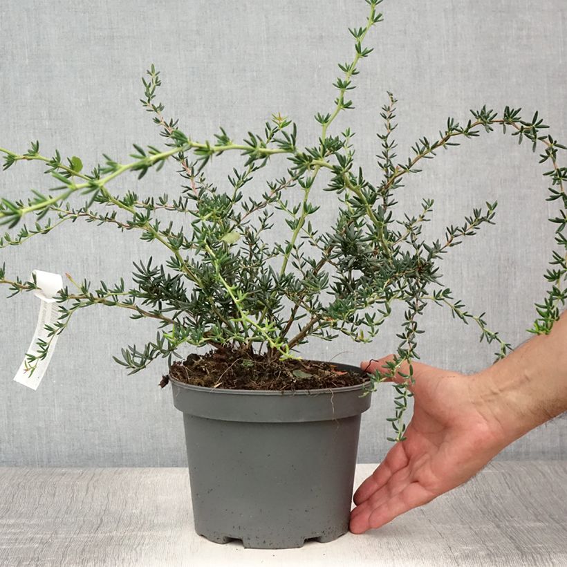 Ejemplar de Agracejo - Berberis stenophylla - Agracejo Maceta 2L/3L entregado en verano