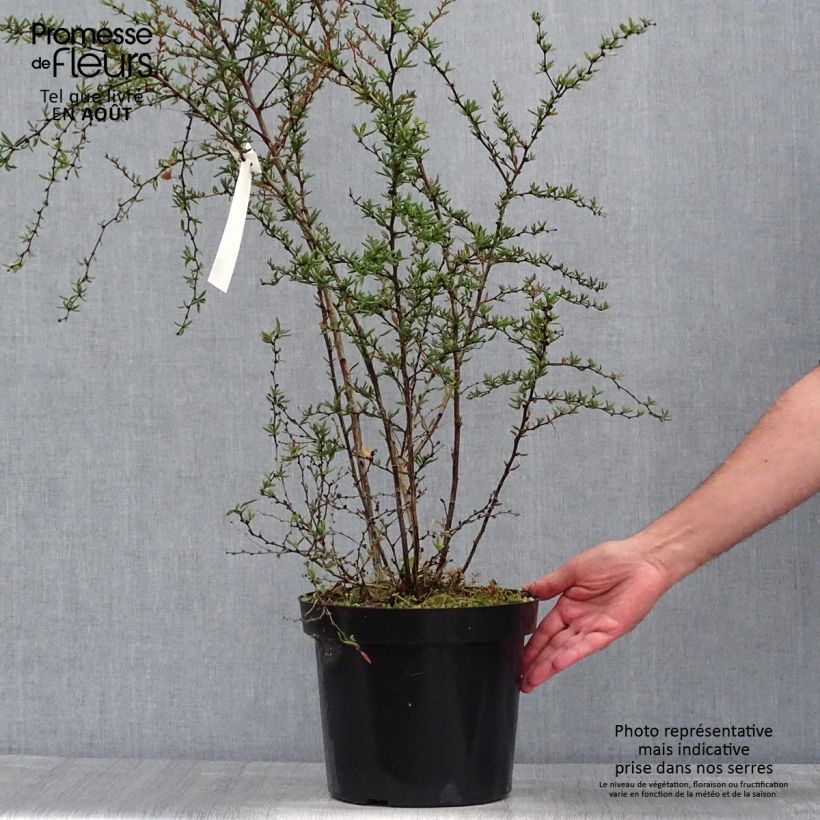 Ejemplar de Agracejo - Berberis stenophylla - Agracejo Maceta 7,5L/10L entregado en verano