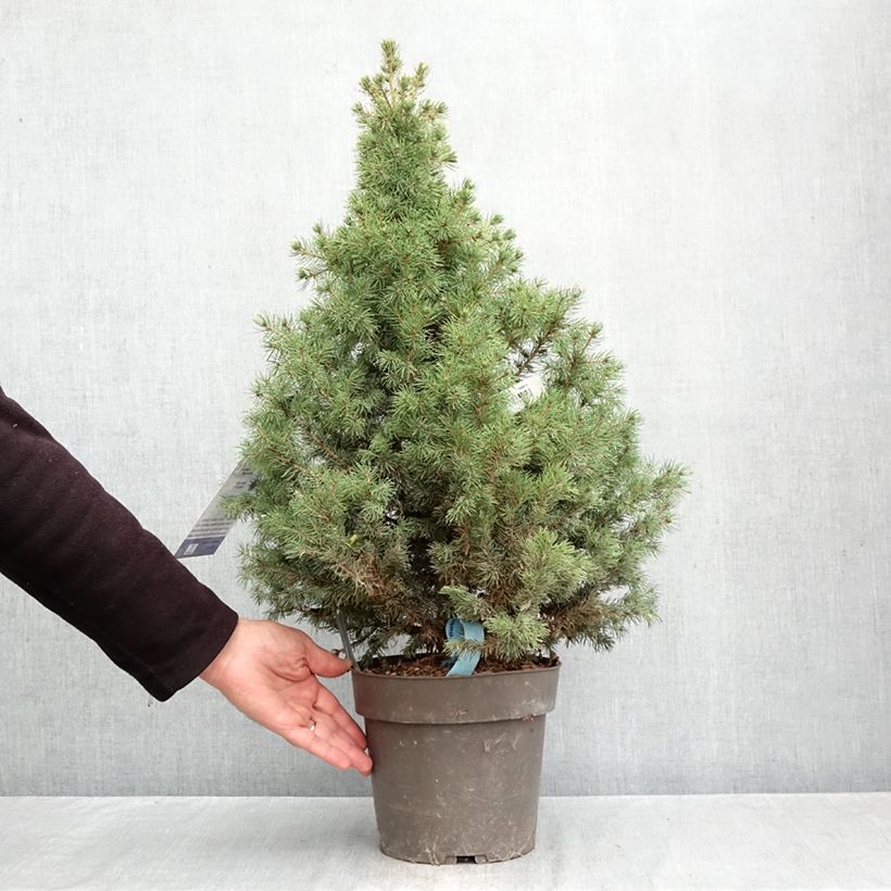 Ejemplar de Picea glauca Biesenthaler Frühling - Pícea blanca Maceta 4L/5L entregado en otoño
