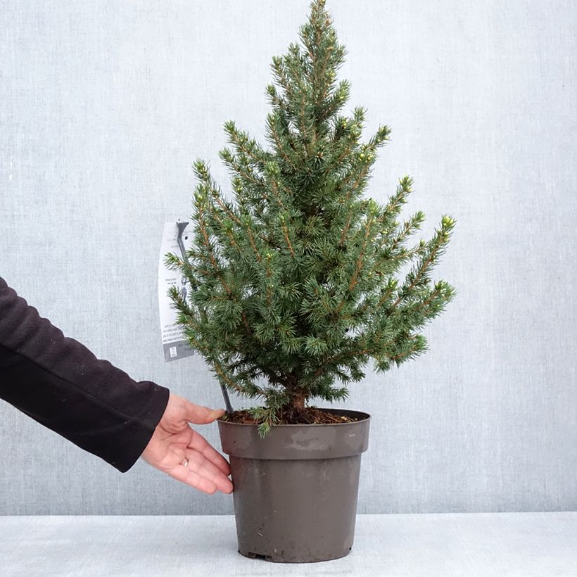 Picea glauca Biesenthaler Frühling - Pícea blanca Maceta 4L/5L Ejemplar entregado en la primavera